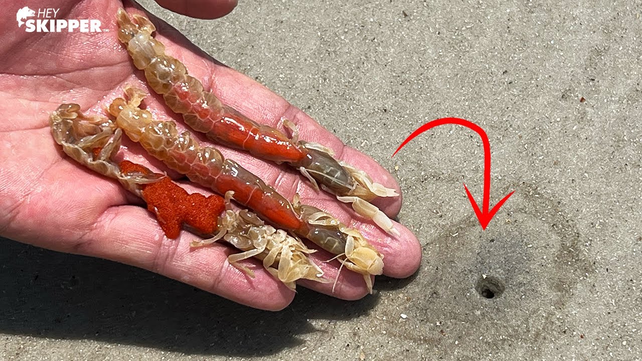 This CREEPY Bait has been HIDING under your FEET! Digging up Ghost Shrimp for Bait (INSANE RESULTS)