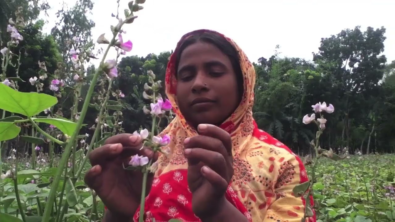 Bean farming, Rangpur, 2013
