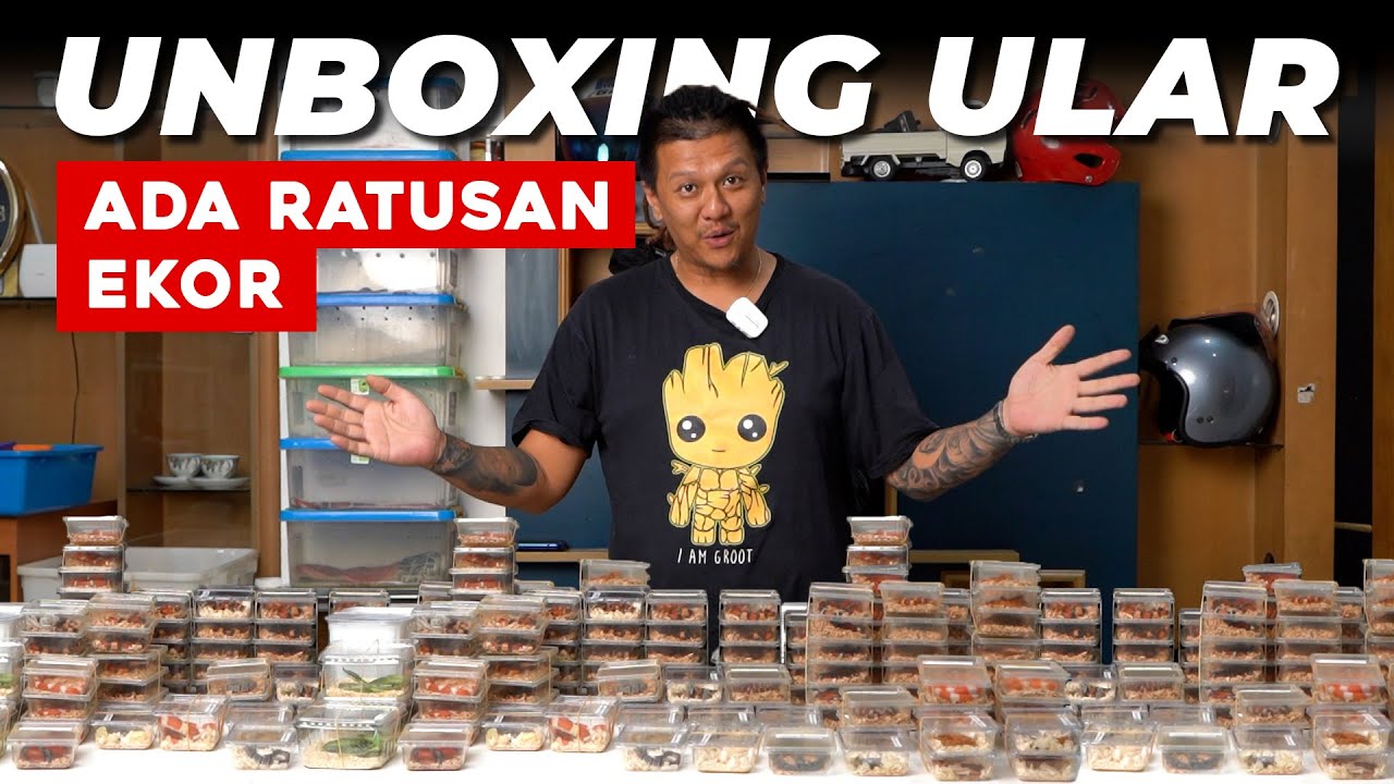 KITA MEMANG SUKA UNBOXING 😎 ISINYA RATUSAN EKOR ULAR 🤩