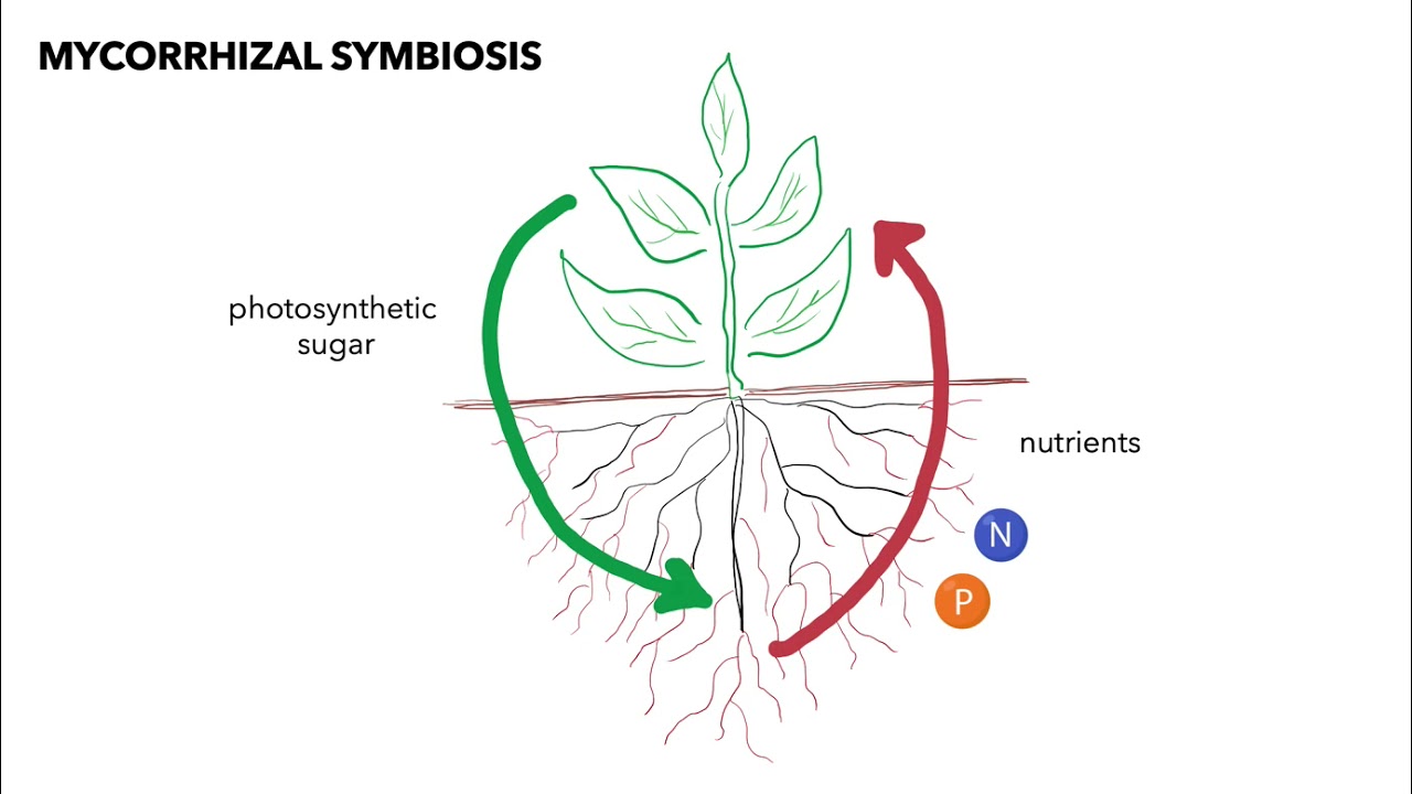 Mycorrhizal Fungi and Agriculture