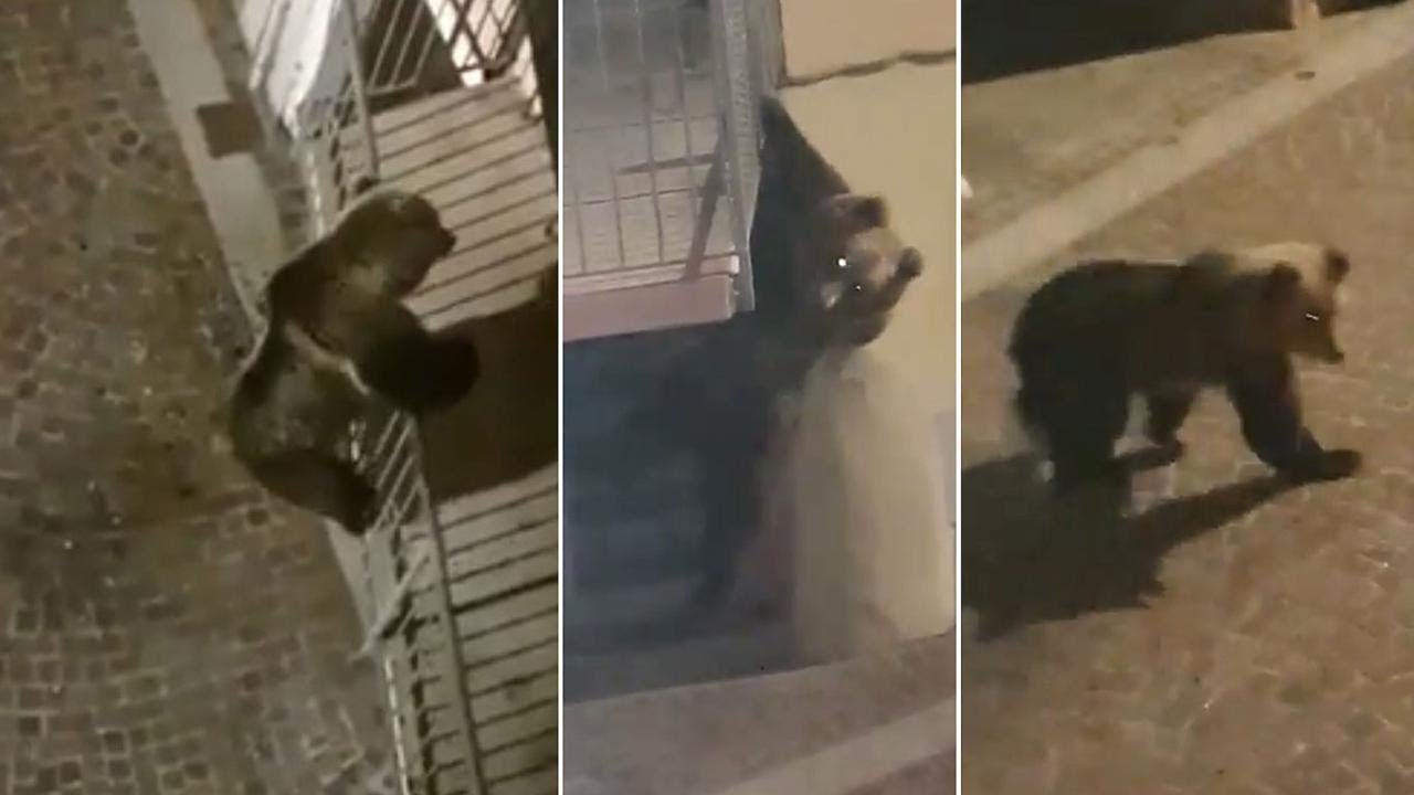 Orso giovane e spaventato in Trentino si arrampica su un balcone in centro paese