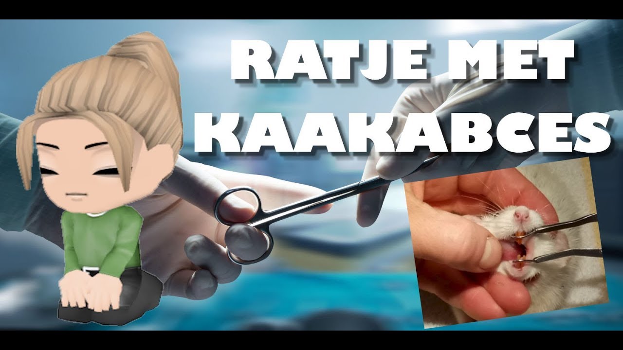TAMME RAT | Snuitje heeft een kaakabces | Kaakabces bij een Rat