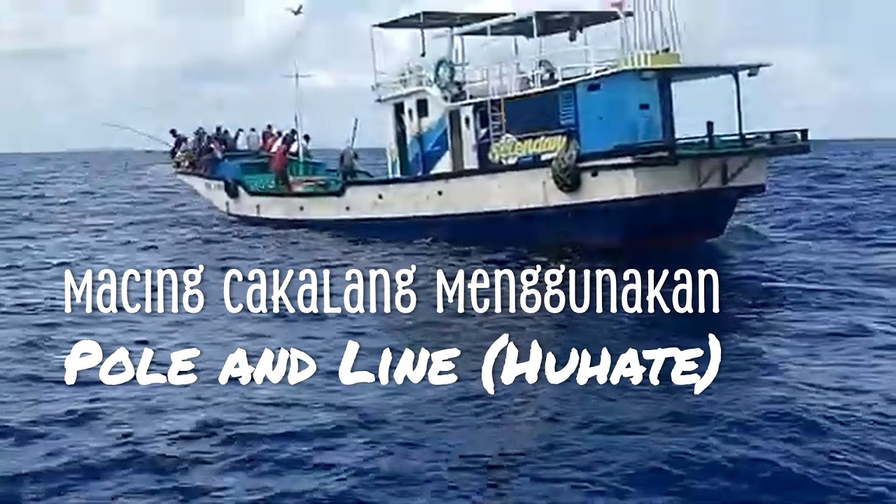 Macing Ikan Cakalang Menggunakan Pole and Line (Huhate)