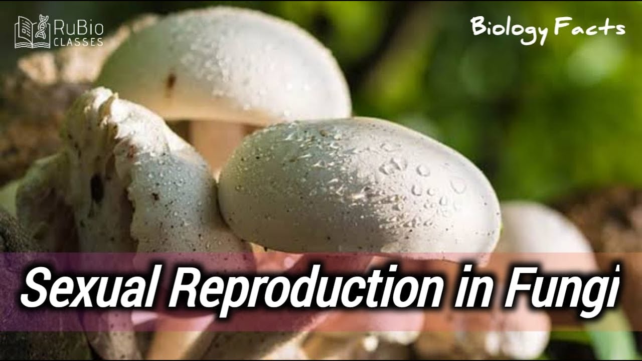 Sexual reproduction in fungi - Rubio Classes - NEET