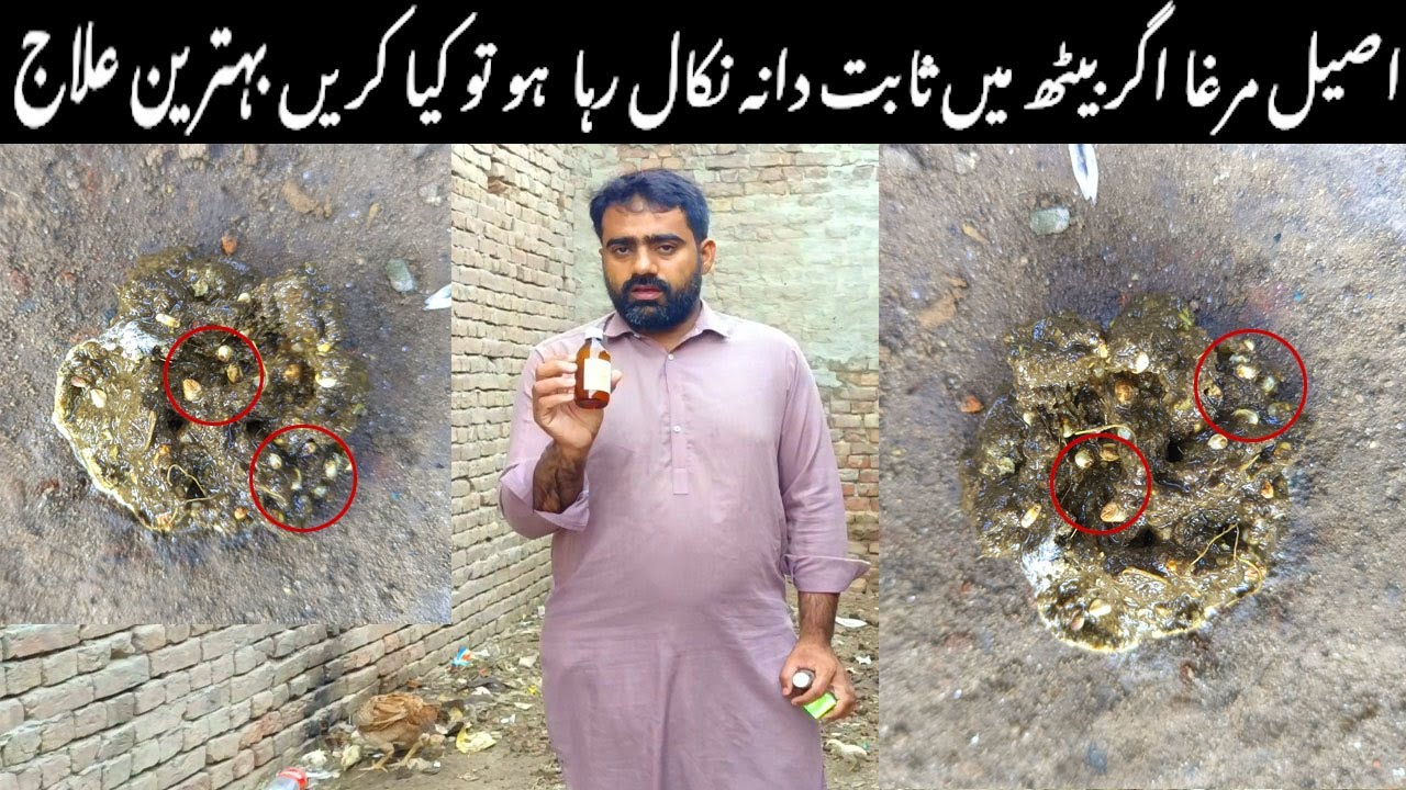 aseel murga agar bit ma sabat dana nikal raha ho to kya karen Aseel agar bajra sabit nikal raha ilaj
