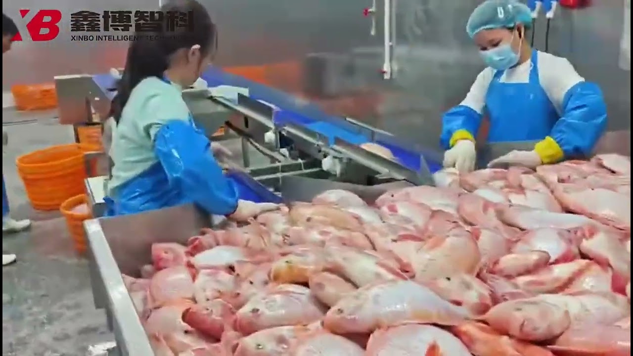 Tilapia processing line，WhatsApp ：+86 17863312316