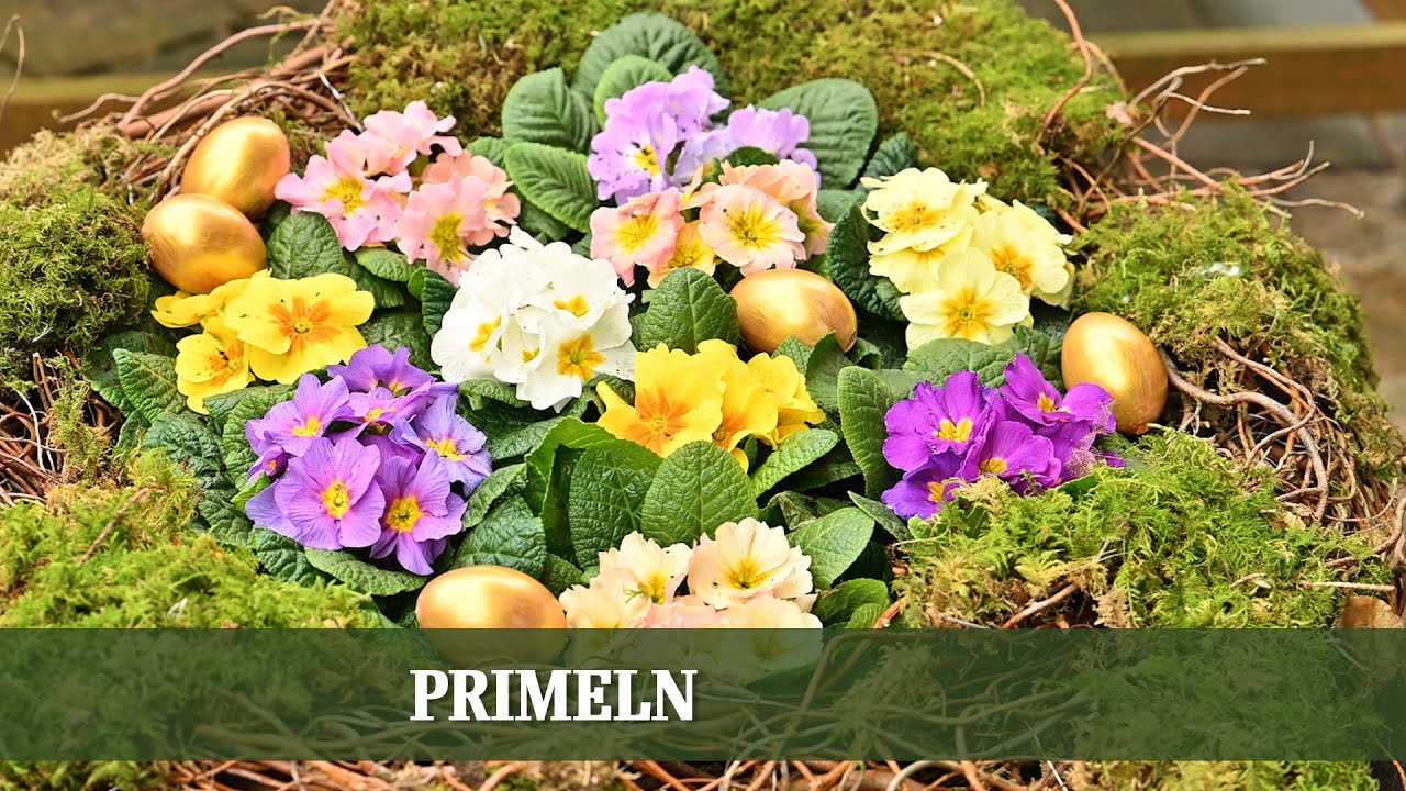 Primeln - Alles über die ersten Blüher im Frühling
