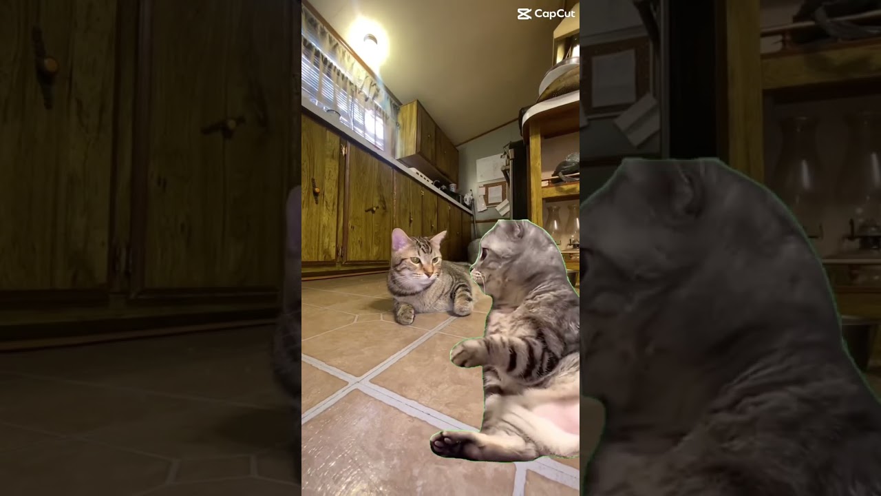 When AI Starts LEARNING CAT