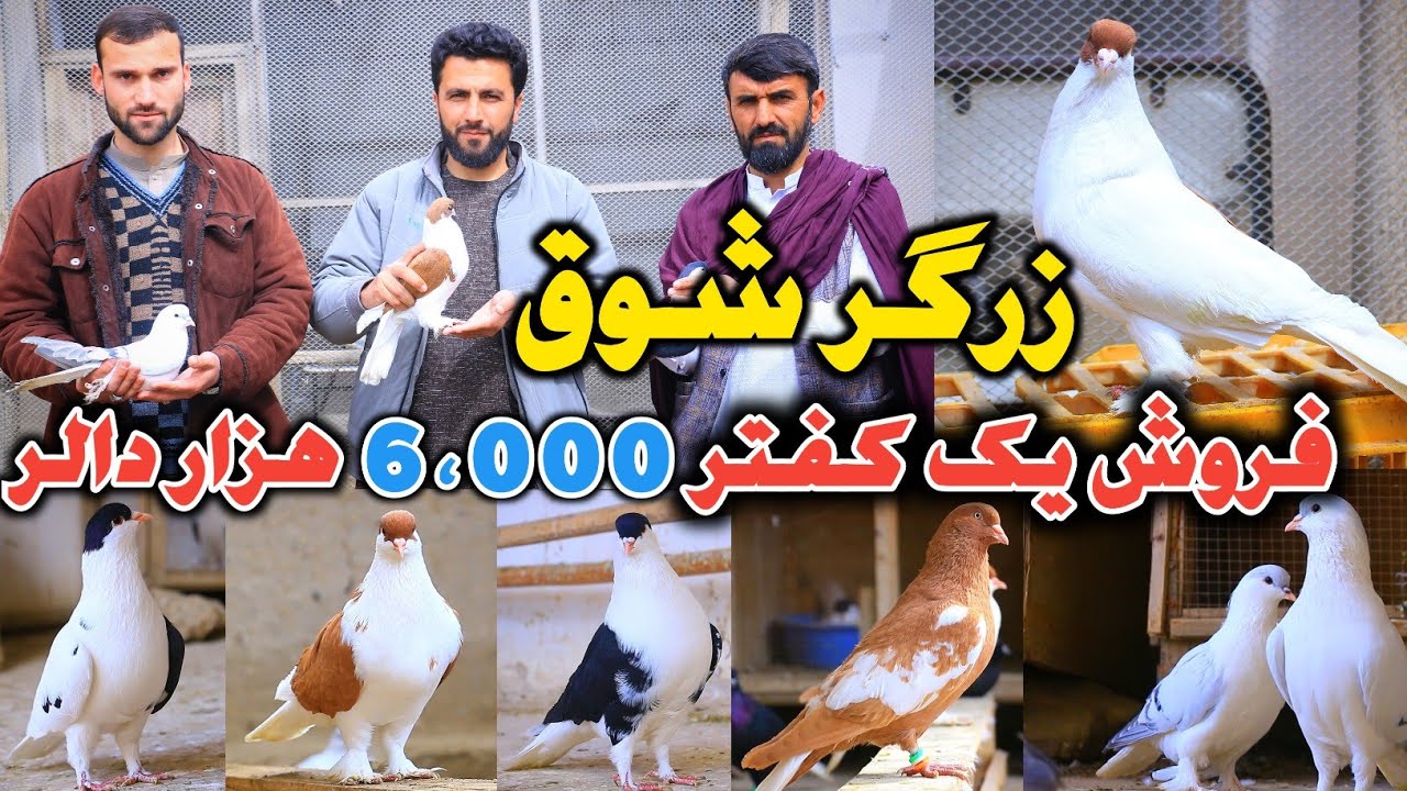 زرگر شوق|فروش یک کفتر6،000 هزار دالر|شوق تا چوچه  گیری کفتر#دوچپ|Pigeon is Gold_Logar Unique Pigeons
