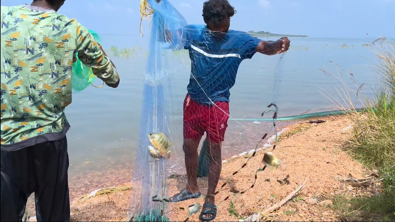 Jackpot Catch! Huge Tilapia and Bombadaayi Fish in Net 🎣