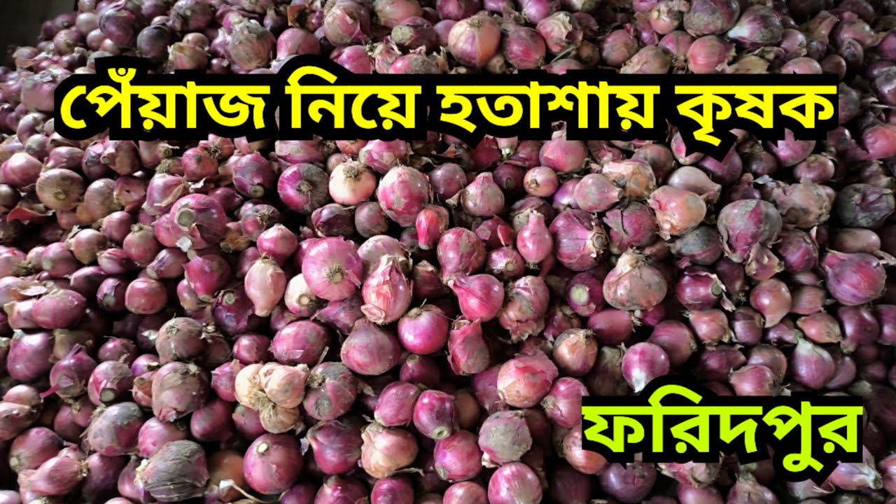 24.01.2026 পেঁয়াজ নি‌য়ে হতাশায় কৃষক | Bangladesh onion price today | Faridpur