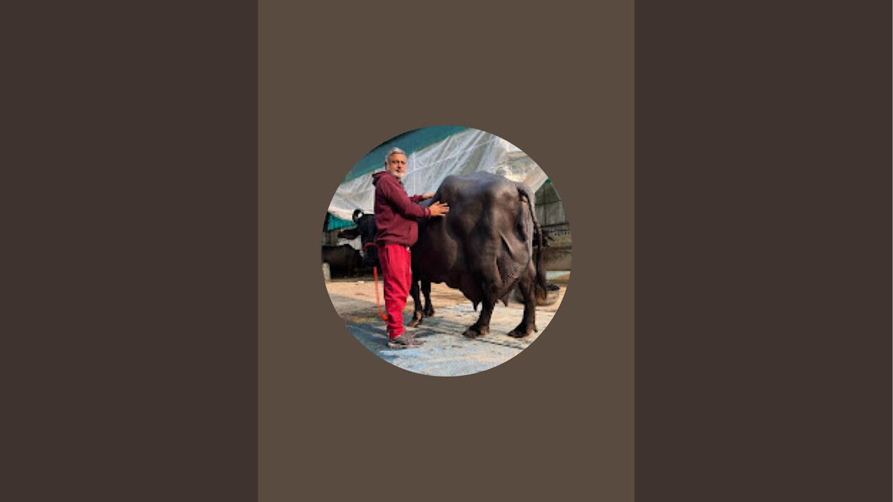 Karamveer Breeding Farm & Sperm Station  is live