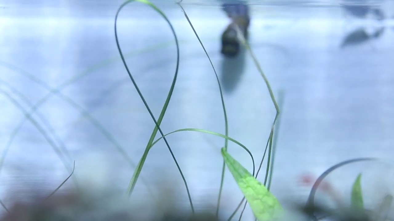 Eriocaulon sp. 'Feather Duster'