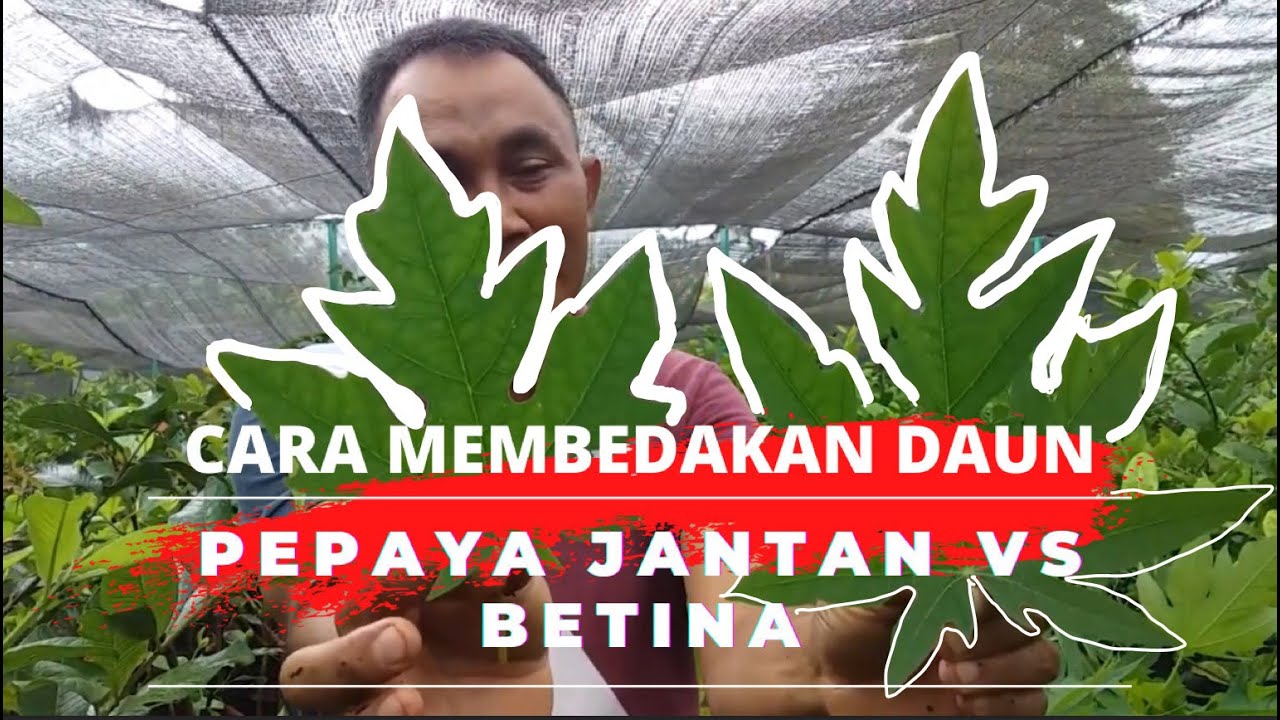 MEMBEDAKAN PEPAYA JANTAN DAN BETINA DARI DAUNNYA? BEGINI CARANYA!