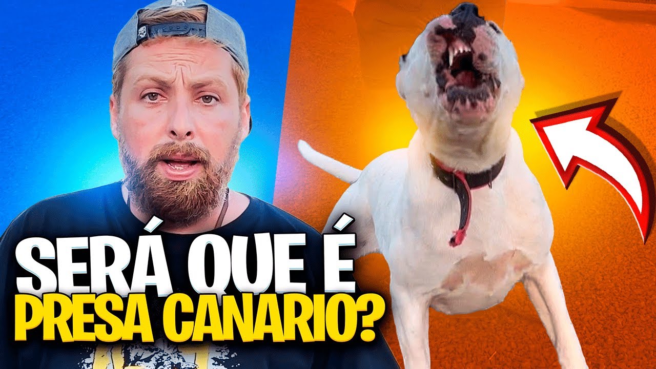 MAMBA - A PRESA CANÁRIO BRANCA
