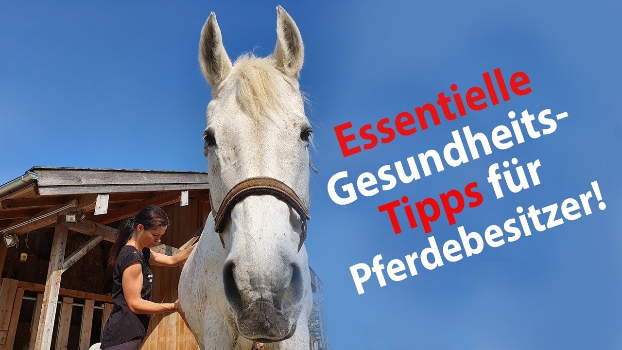 😱 Kolik, Kotwasser & andere Verdauungsprobleme vermeiden helfen! 🐎
