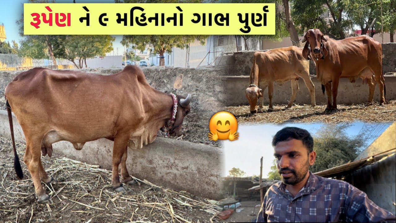 ગઈકાલે “રૂપેણ” ને ૯ મહિનાનો ગાભ પુર્ણ થયો🤩| પુનમ-મેધાના વટ ની વાત ના થાઈ😀