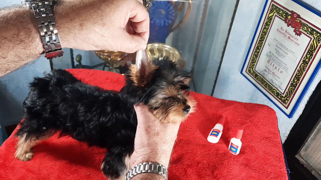 Preparación Orejas de un cachorro de Yorkshire Terrier