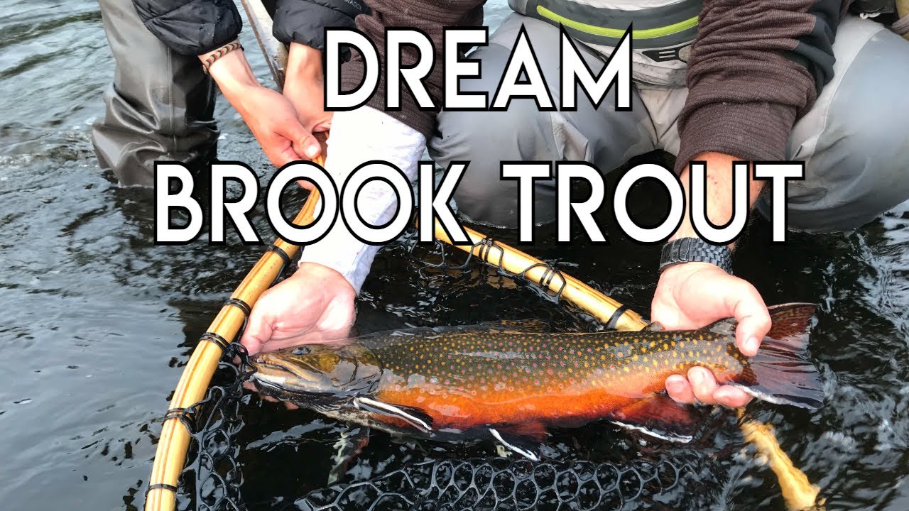 Dream Brook Trout with Tom Rosernbauer