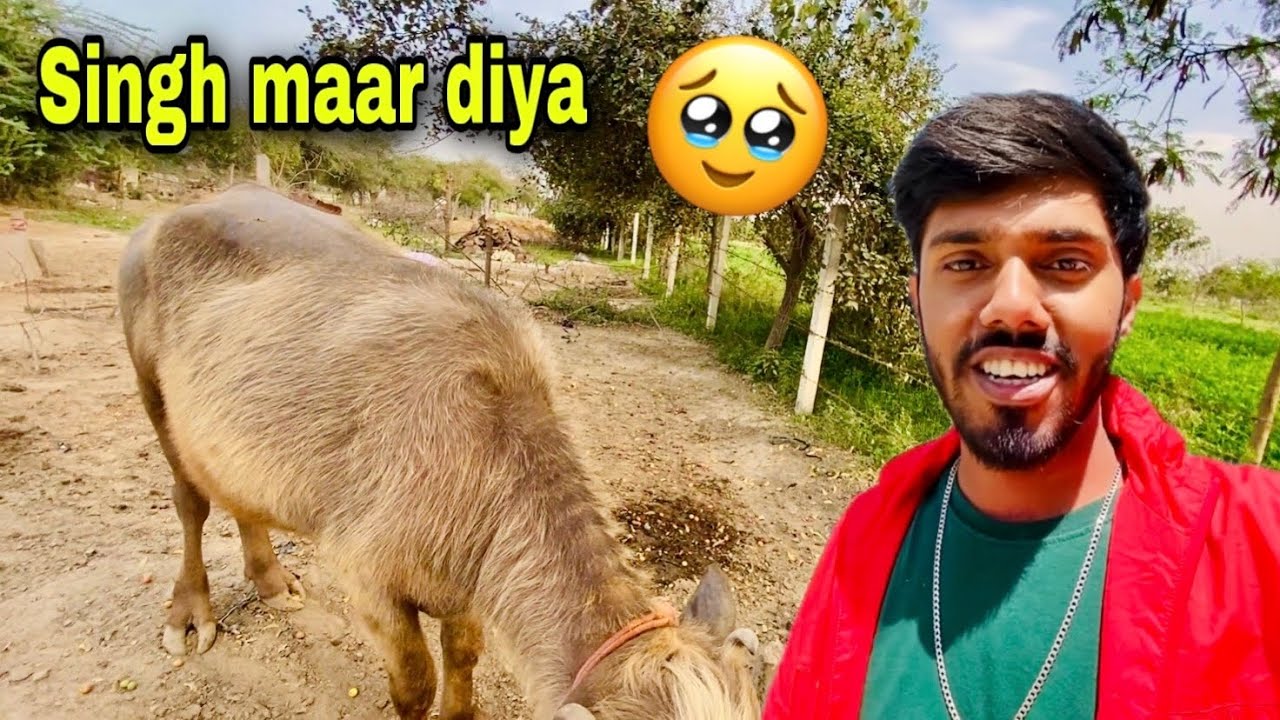 Khet Mein Ber Khane Aaya 😋 Aur Gaay Ne Maar Diya 😭 | Vrindavan