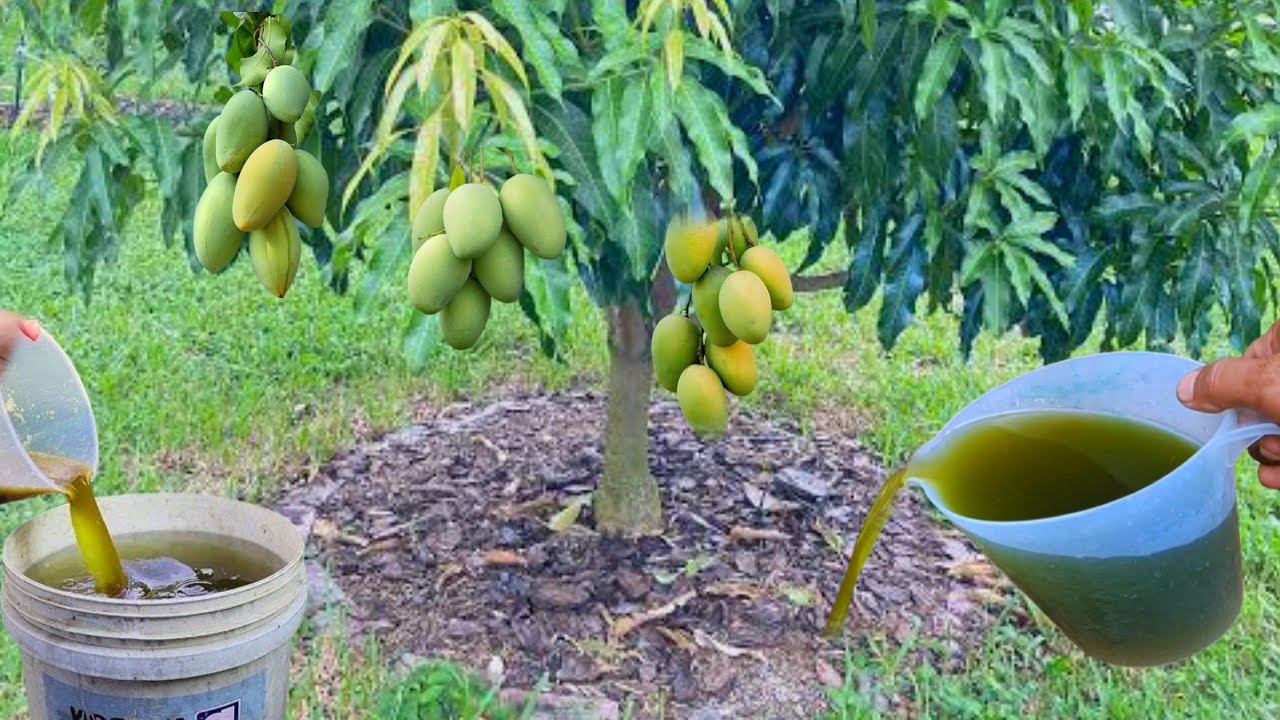 The Best Liquid Organic Fertilizer for Mango Trees | Best Fertilizer