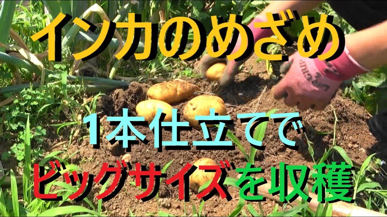 インカのめざめ1本仕立てにしてビッグサイズを収穫2022.06.05