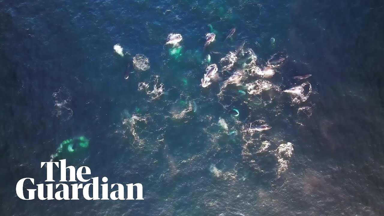 Humpback whales seen &lsquo;bubble-net feeding&rsquo; in Australia for first time
