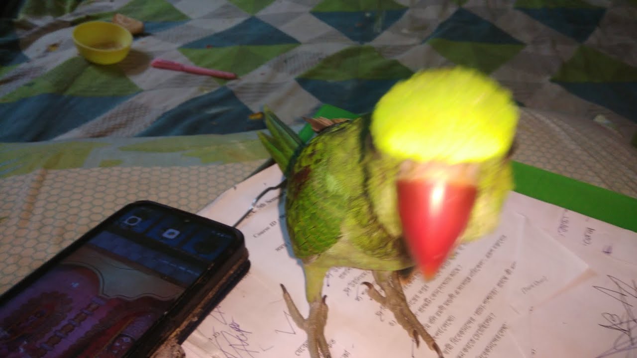 চন্দনা টিয়া কত পরিমাণে দুষ্টু #babyparrot #parrot 