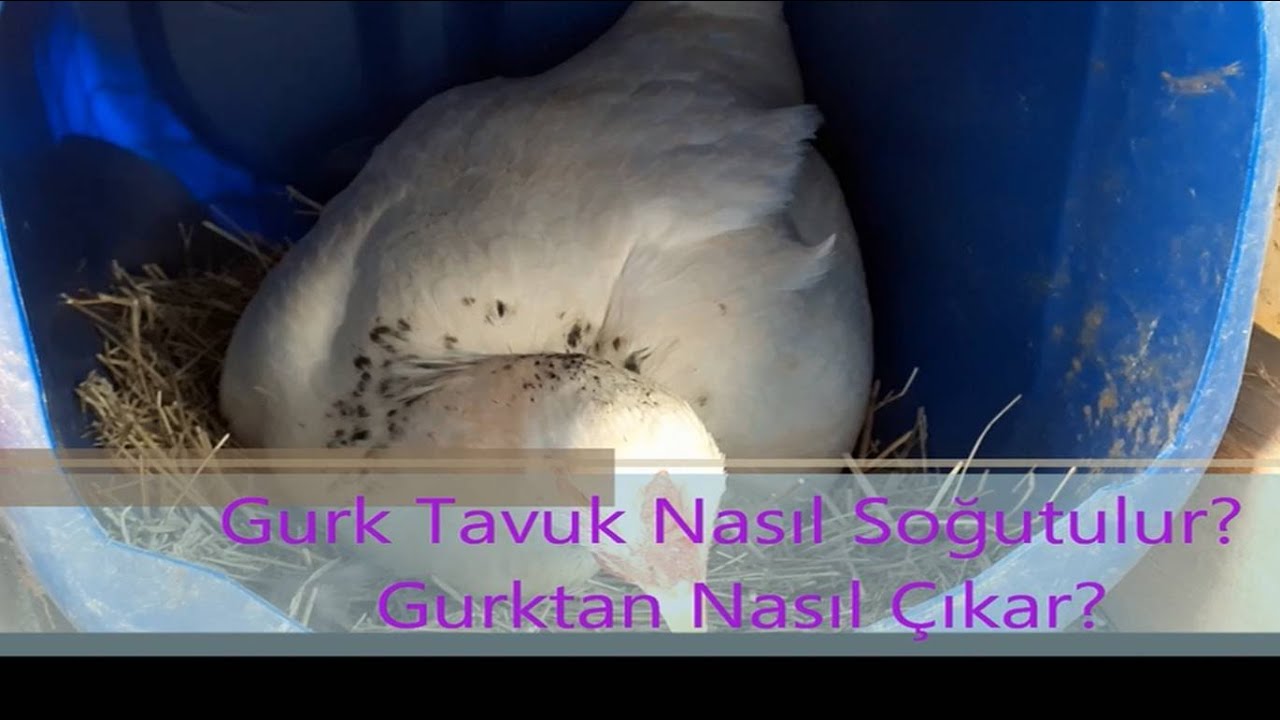 Gurk Tavuk Nasıl Soğutulur, Kulu&ccedil;kaya Yatmaktan Nasıl Vazge&ccedil;er?