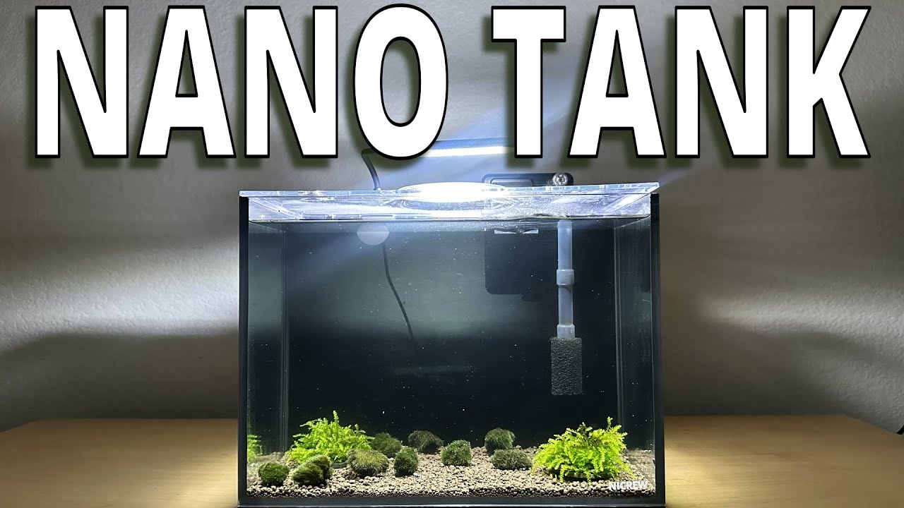 I setup a 2.5g Nano tank for Caridina Shrimp & Snails