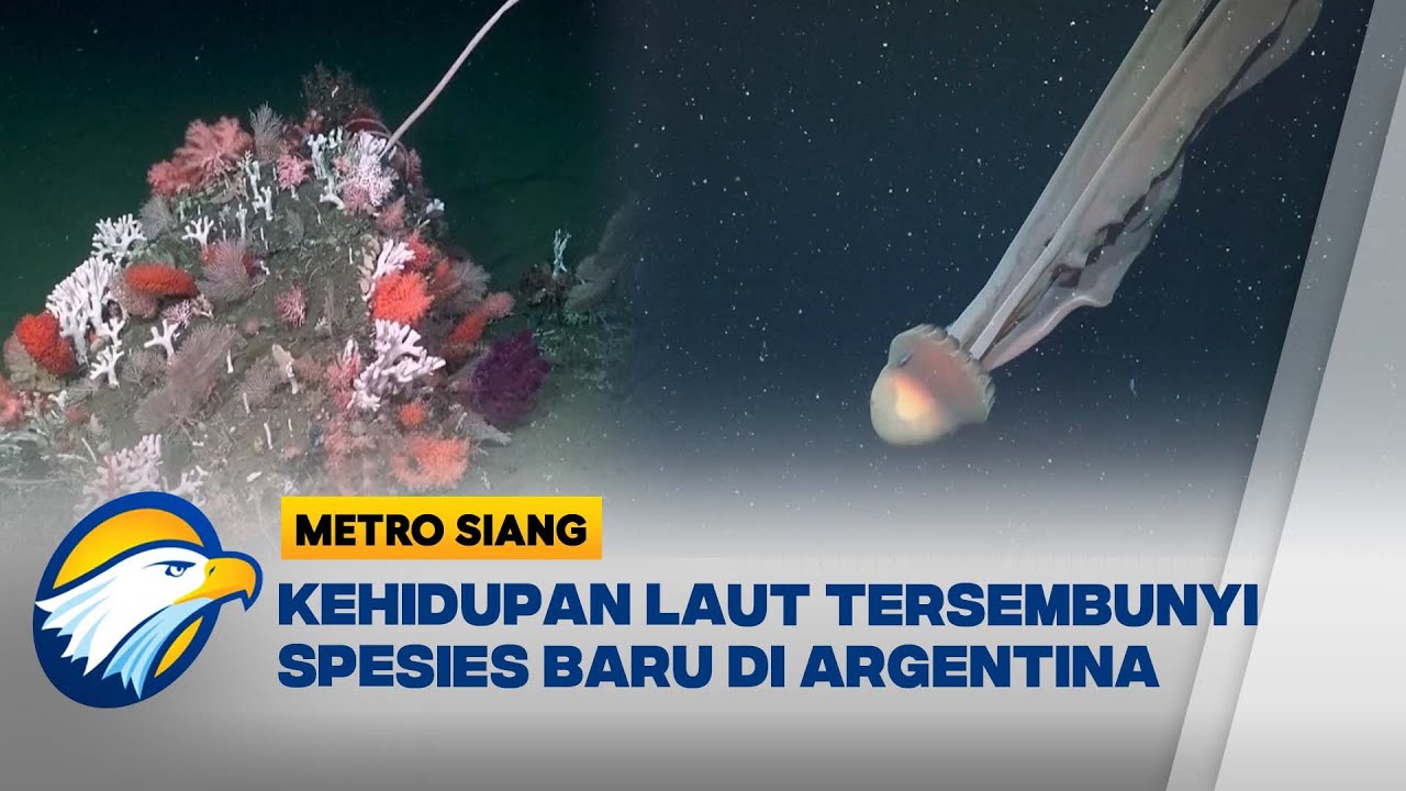 Ekspedisi Ilmiah Rekam Ubur-Ubur Raksasa & Spesies Baru di Pantai Lepas Argentina - [Metro Siang]