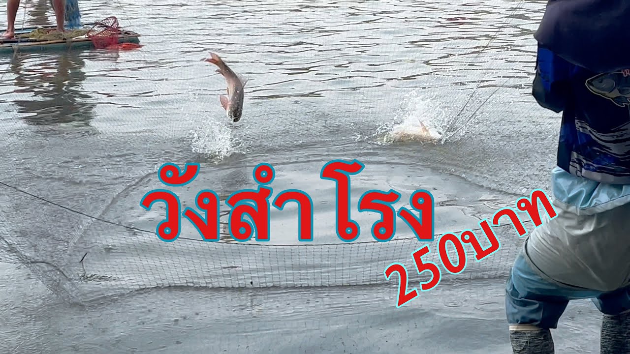 ยกยอ Ep 879 บัตร 250 วังสำโรง Sukhothai style
