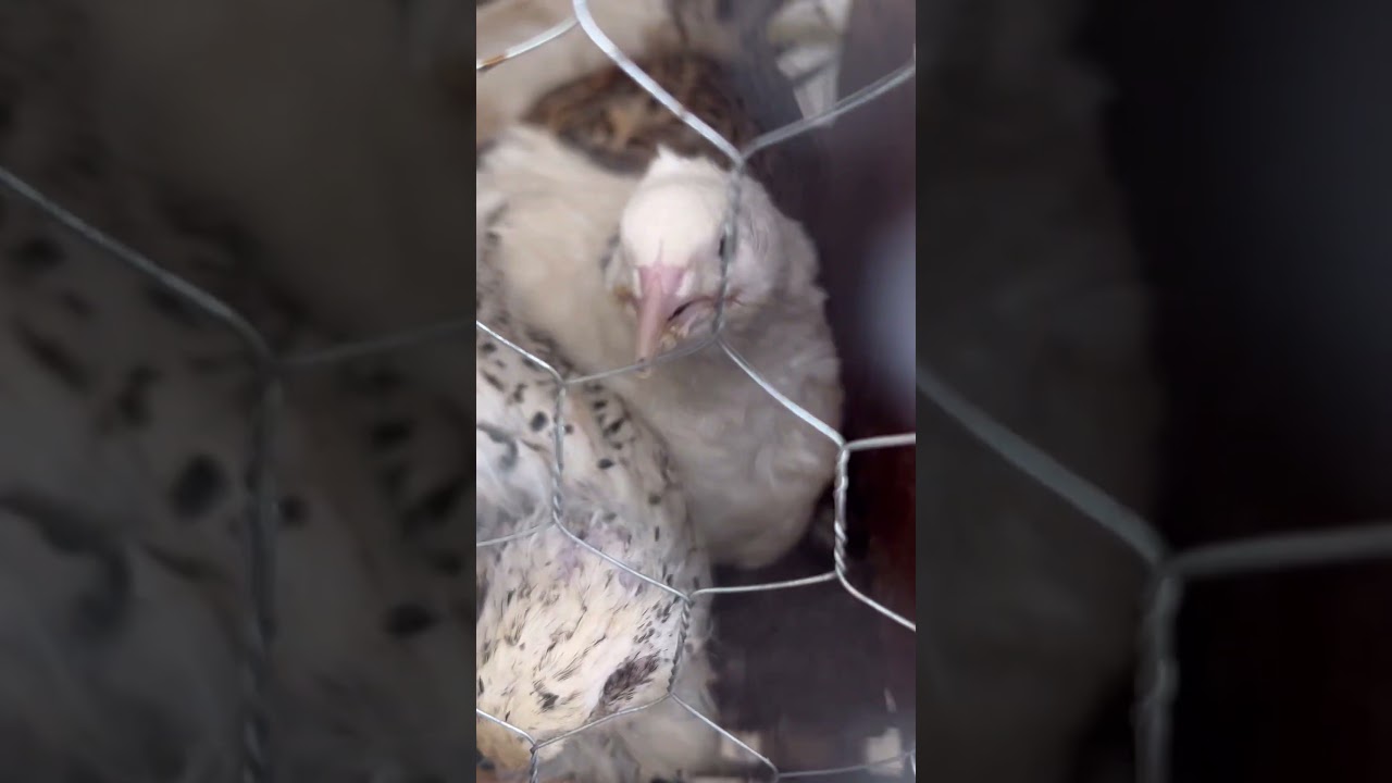 Coleta de ovos 🥚 🙌🏻🙇🏼&zwj;♂️