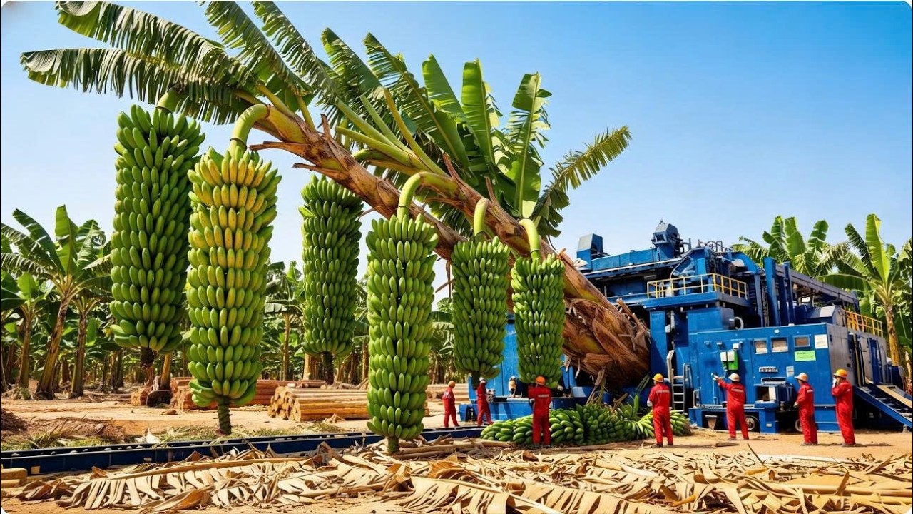 From Giant Banana Trees to Luxury Decor — Processing 10,000 Trees Every Day