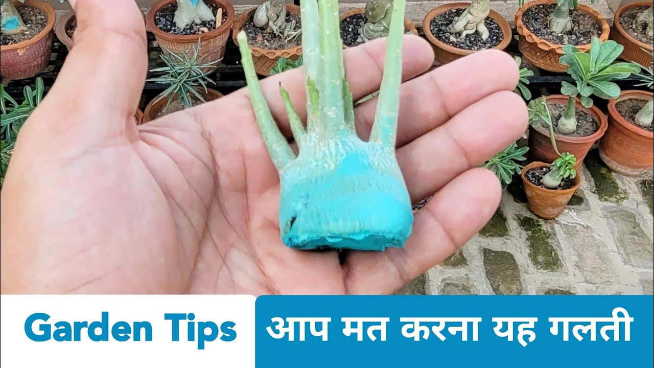 यह एक गलती कभी मत करना 5 दिन से कम मे गल जाएगा पौधा / Garden tips / Adenium care tips
