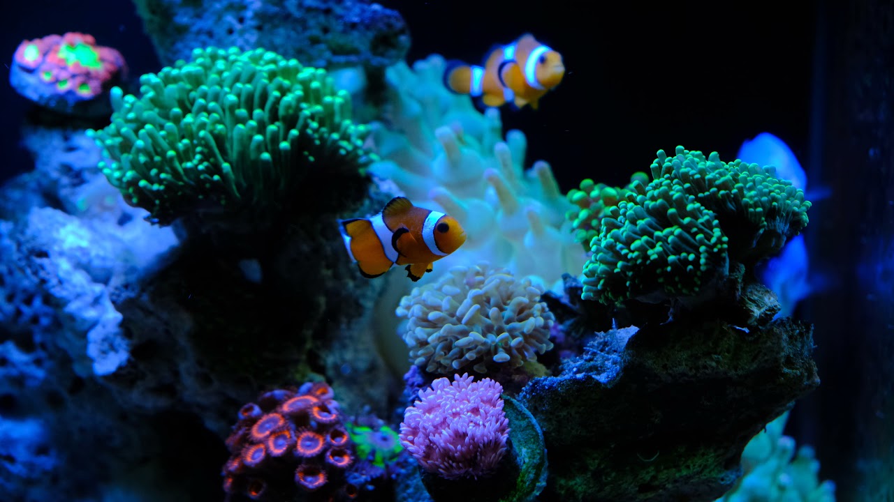 Thủy sinh nước mặn | Hồ c&aacute; biển | San H&ocirc; | Reef | Saltwater Aquarium