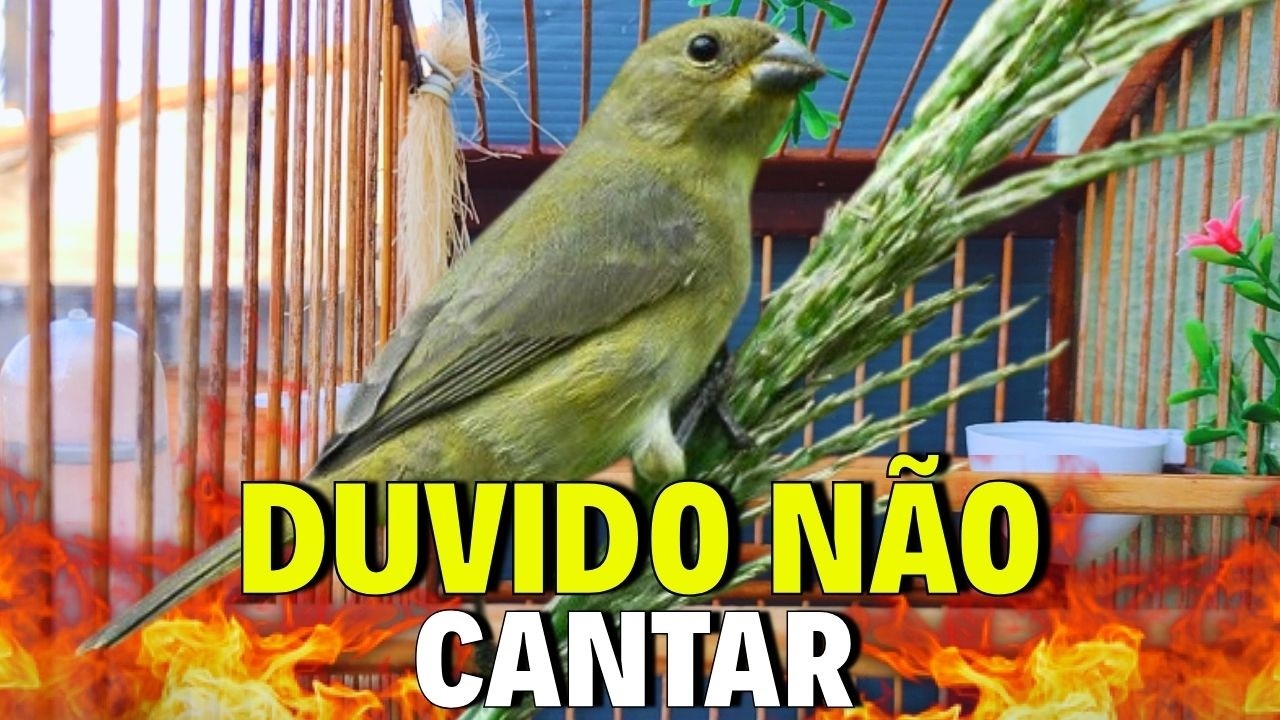 ESQUENTAR QUALQUER COLEIRO FRIO COM FÊMEA DE COLEIRO REAL CHAMANDO PARA ESQUENTAR COLEIRO TUI TUI