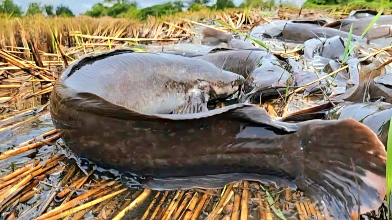 Top unique fishing videos: Fishermen catch fish in rice fields after heavy rain