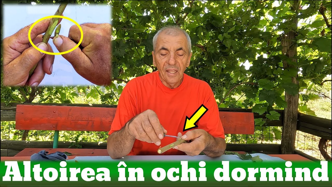 Altoirea in 3 pasi simpli!