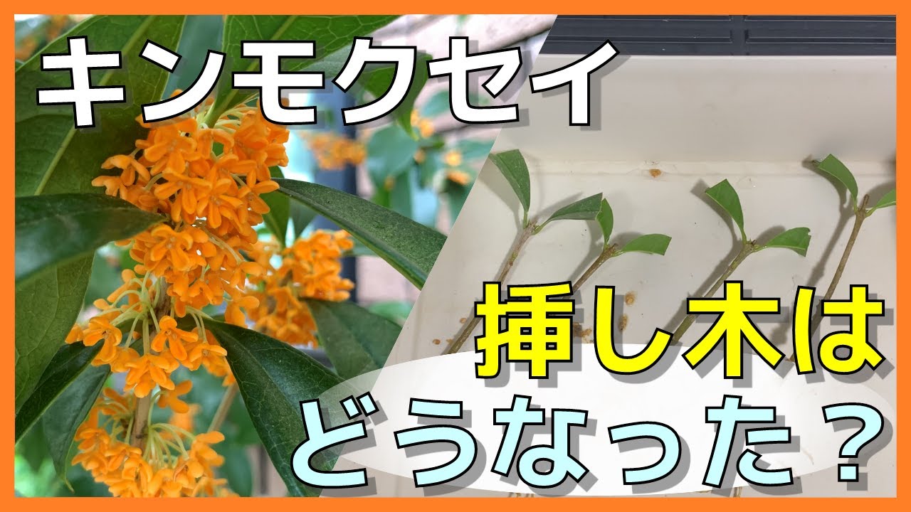 【キンモクセイ】金木犀の挿し木は、無事に根がでたのか？