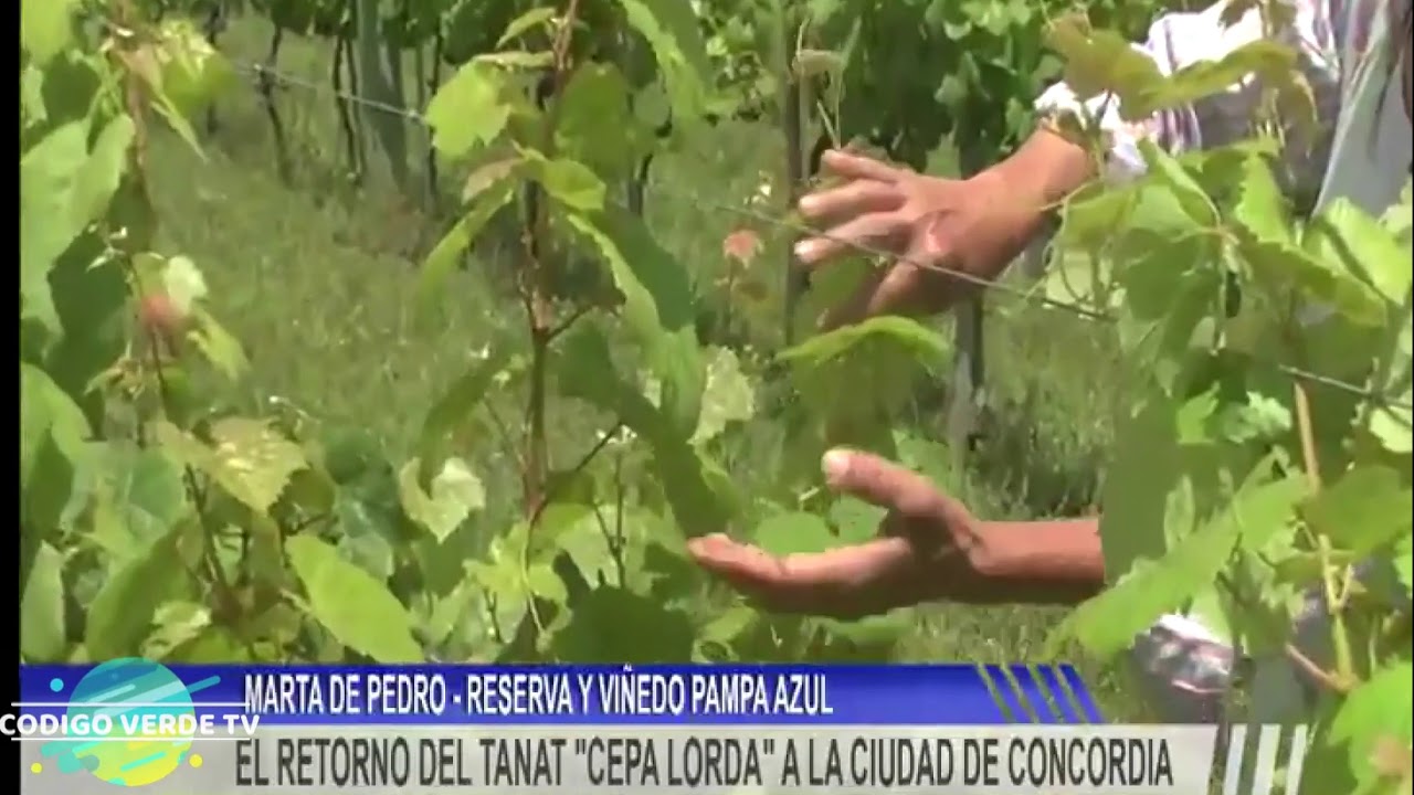 Reserva Vi&ntilde;edos Pampa Azul Concordia