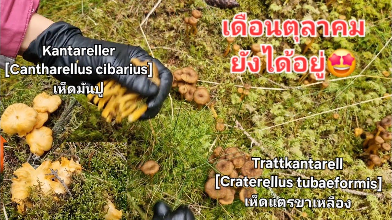 6/10/2025 ได้เห็ดสองชนิด เห็ดมันปูและเห็ดแตร