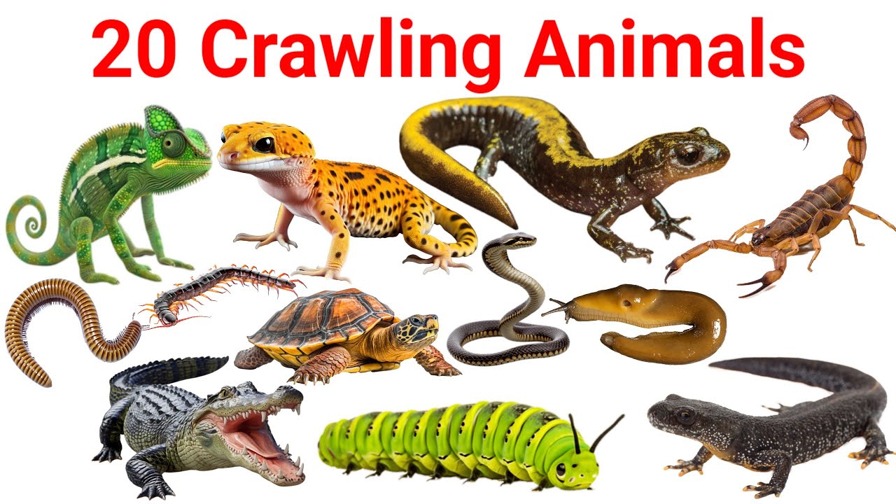 रेंगने वाले जानवरों के नाम | Crawling Animals Name for Kids | Learn 20 Crawling Animals in English