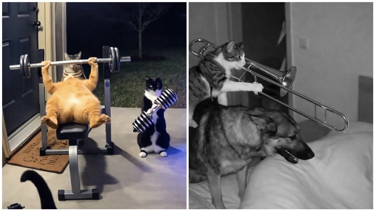You Won’t Believe What These Sora Kitty Cats Do 😱 Caught on Camera!