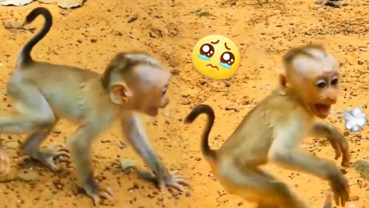 The baby monkey panicked when he couldn't find his mother, his tail turned into a question mark!