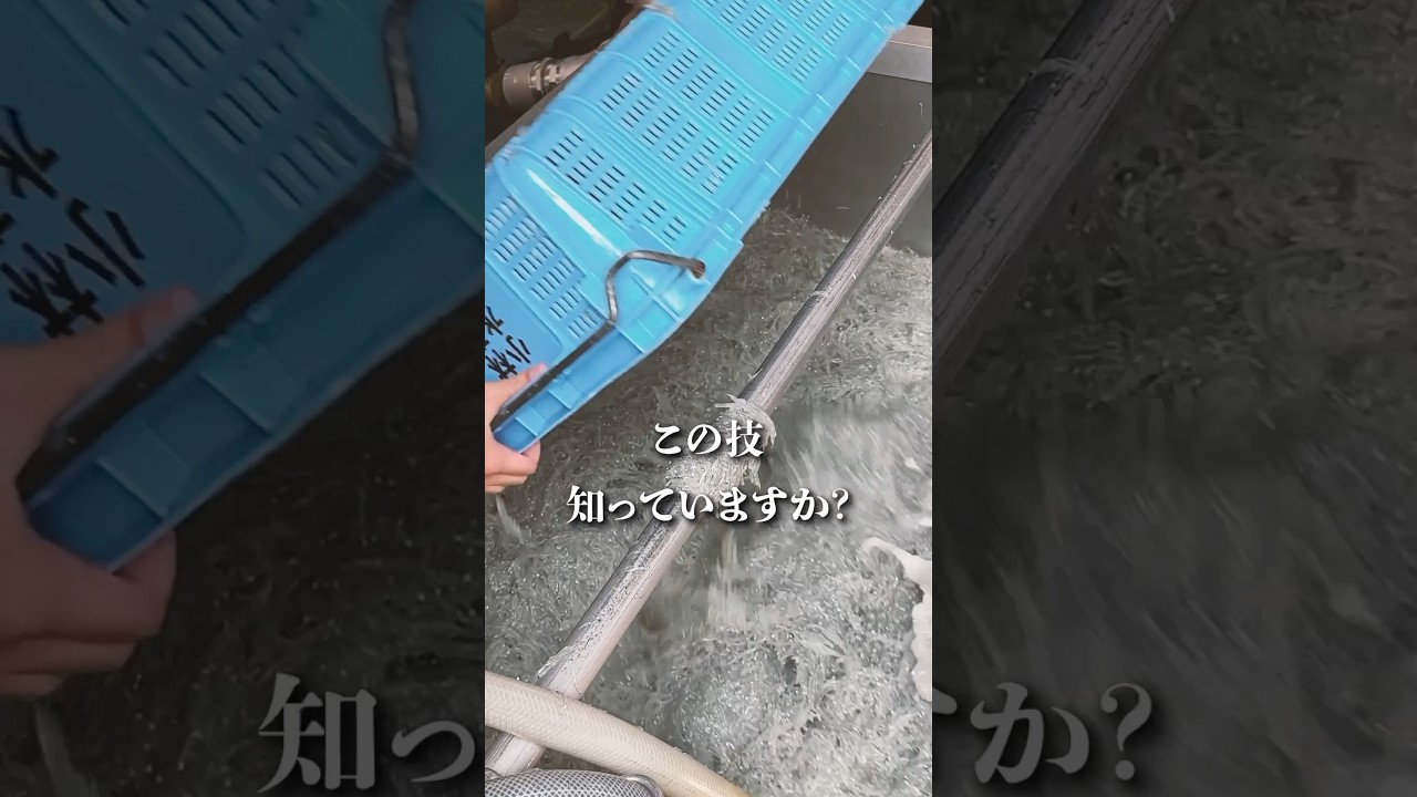 この技知っていますか？ #ちりめんじゃこ #釜揚げしらす #じゃこ