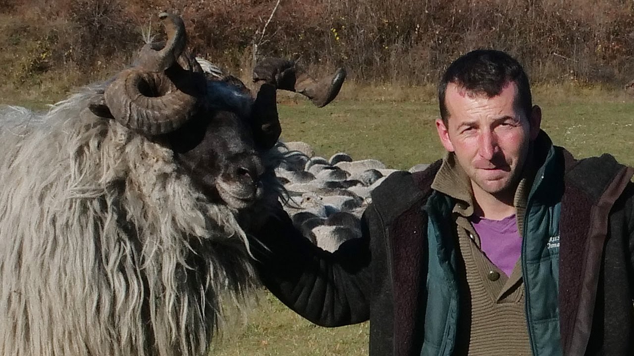 Dubska pramenka za sva vremena