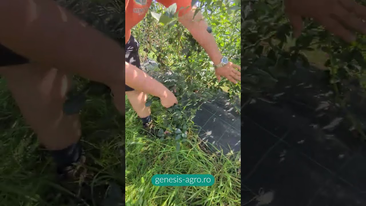 Plantație de afini aflată în anul 3 și în al doilea an de cules!
