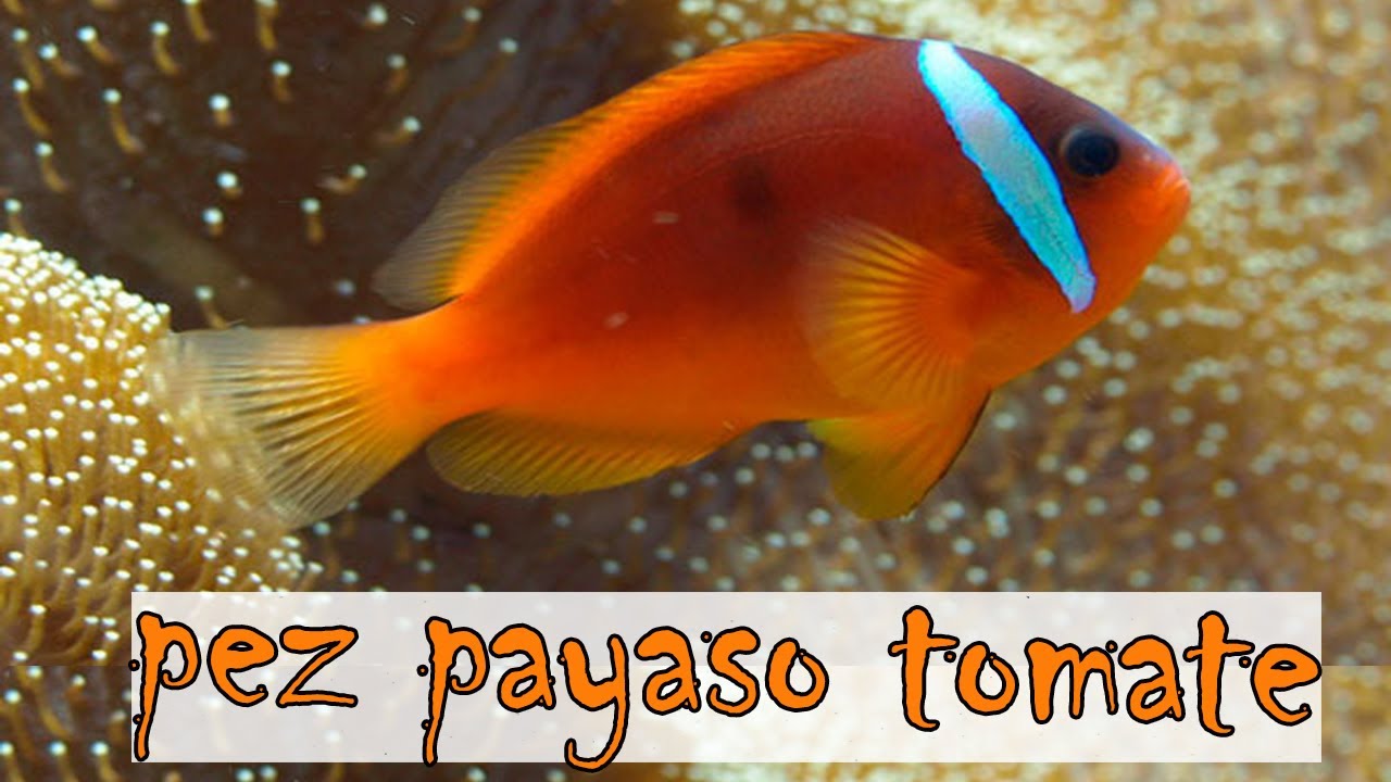 Pez payaso tomate / cria y ficha tecnica
