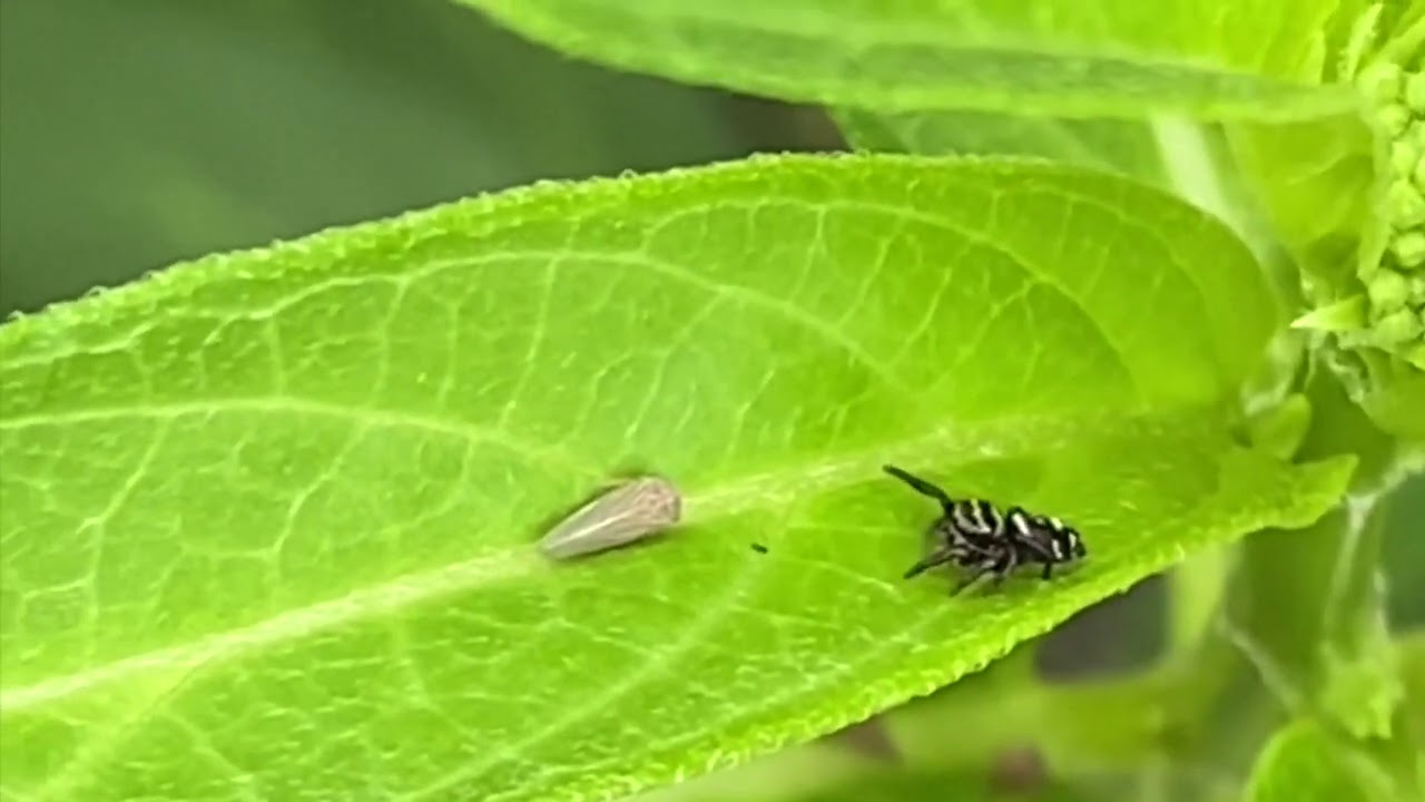 Jumping Spider  and Leaf Hopper